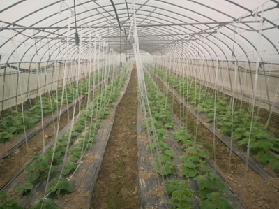 老種子煥新光彩,寶山區(qū)種業(yè)發(fā)展實(shí)現(xiàn)良好開局