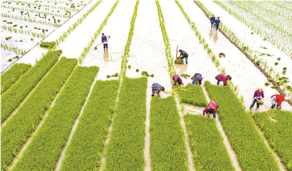 四川大竹:種業(yè)強(qiáng)"芯"繪豐年_人民號