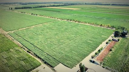 金豐源種業(yè)北疆分公司: 歡 迎 您 的 到 來 ~