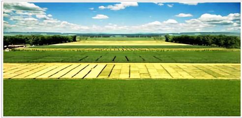 從種業(yè)大區(qū)向強區(qū)邁進