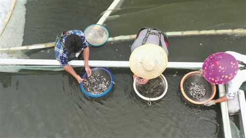 羊城晚報(bào)：海洋水產(chǎn)種業(yè)走出創(chuàng)新路