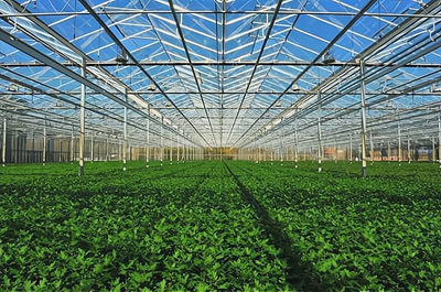 德豐種業(yè)加盟條件與要求詳解